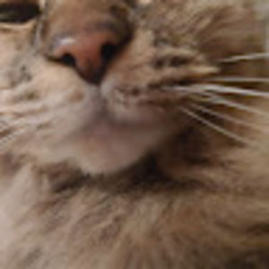 Meet your Posher, Jane